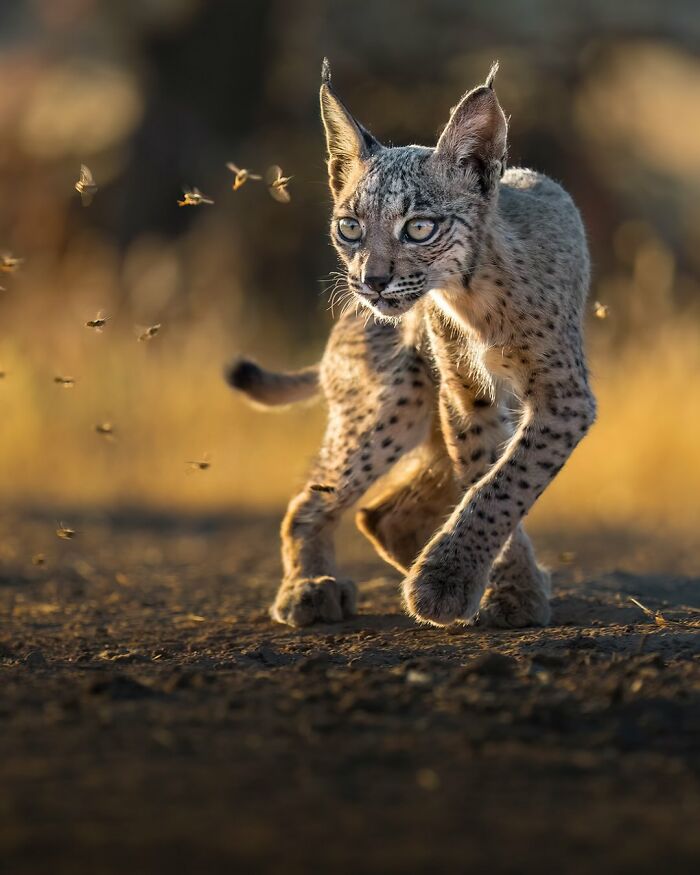 Wait, These Wildlife Shots Actually Stopped Us in Our Tracks!