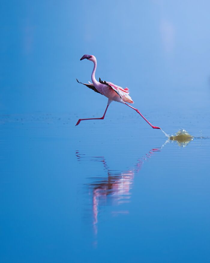 Wait, These Wildlife Shots Actually Stopped Us in Our Tracks!