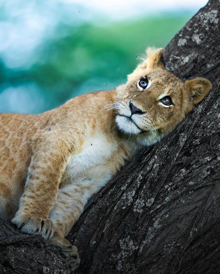 Wait, These Wildlife Shots Actually Stopped Us in Our Tracks!