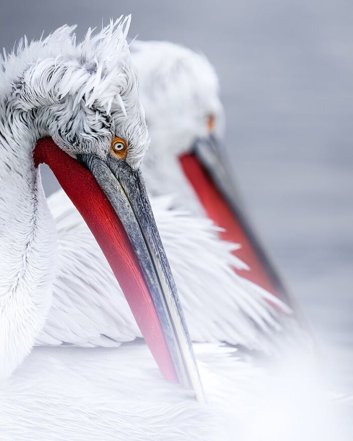 Wait, These Wildlife Shots Actually Stopped Us in Our Tracks!