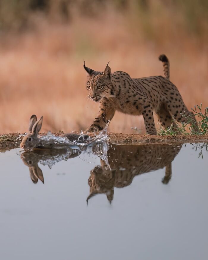 Wait, These Wildlife Shots Actually Stopped Us in Our Tracks!
