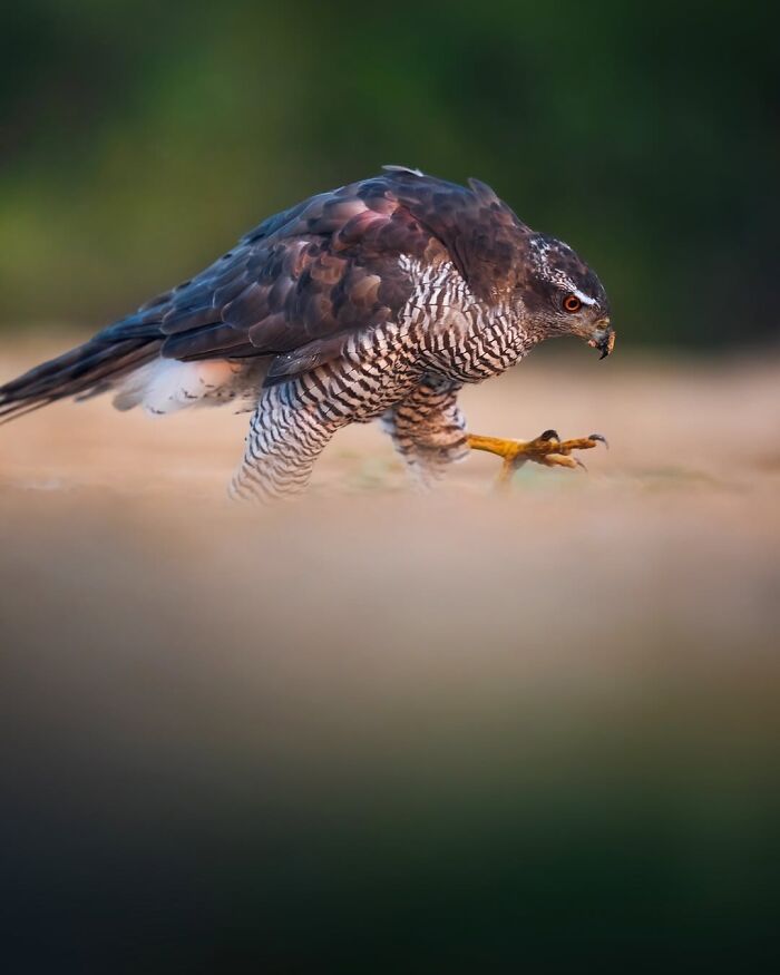 Wait, These Wildlife Shots Actually Stopped Us in Our Tracks!