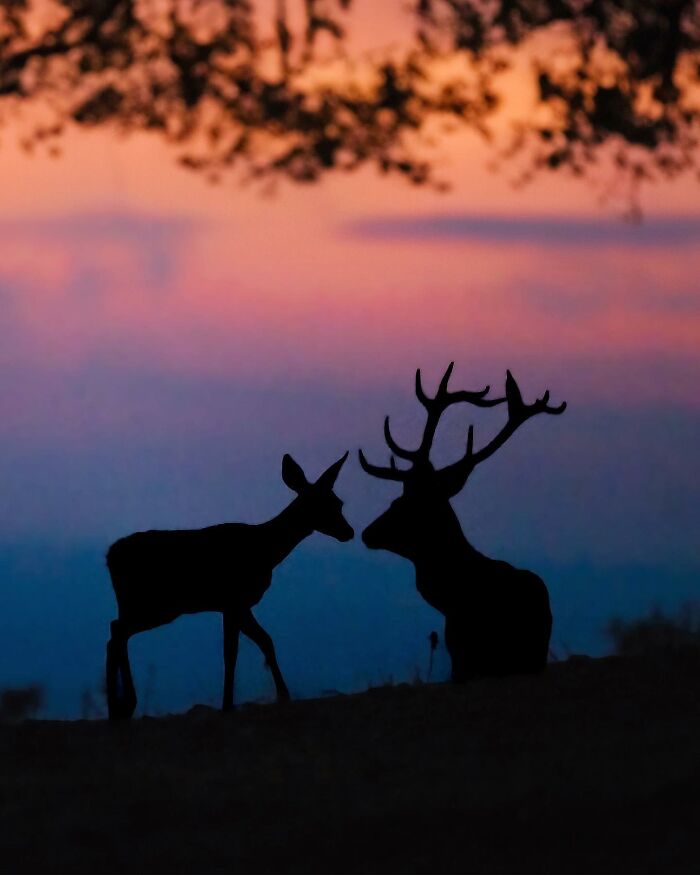 Wait, These Wildlife Shots Actually Stopped Us in Our Tracks!