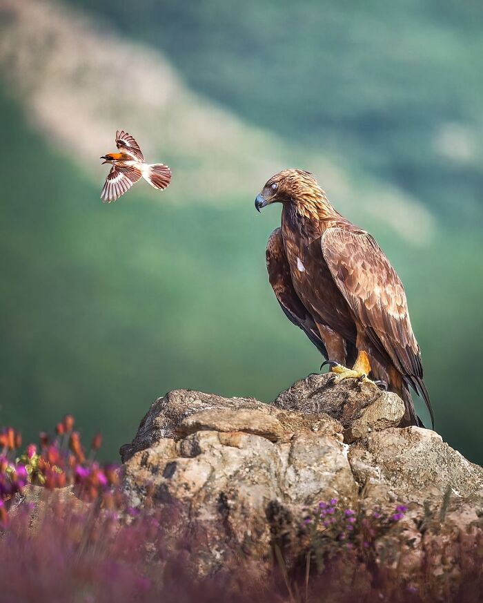 Wait, These Wildlife Shots Actually Stopped Us in Our Tracks!