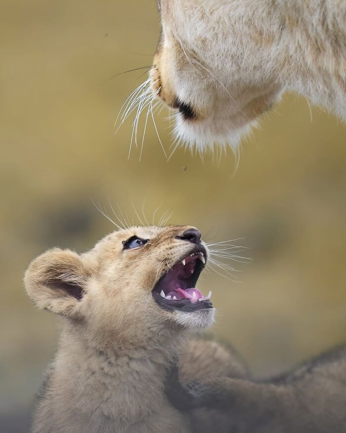 Wait, These Wildlife Shots Actually Stopped Us in Our Tracks!