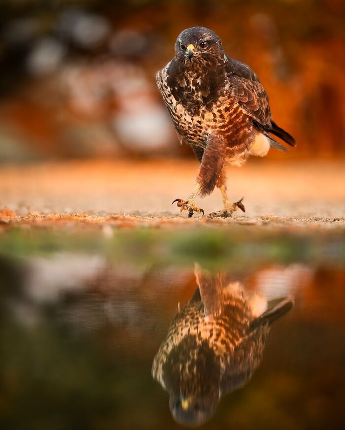 Wait, These Wildlife Shots Actually Stopped Us in Our Tracks!