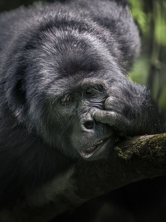 Wait, These Wildlife Shots Actually Stopped Us in Our Tracks!