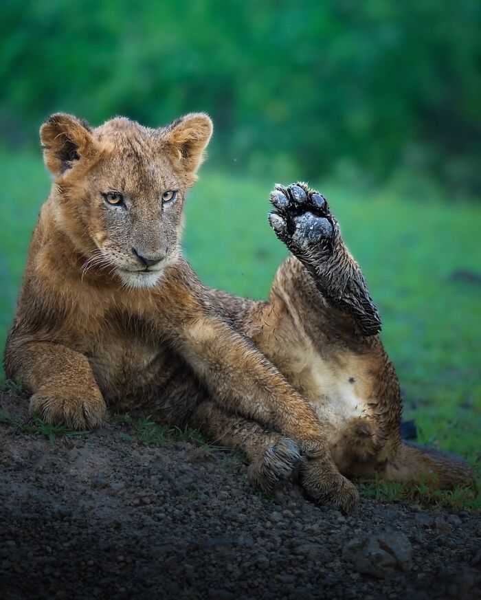 Wait, These Wildlife Shots Actually Stopped Us in Our Tracks!