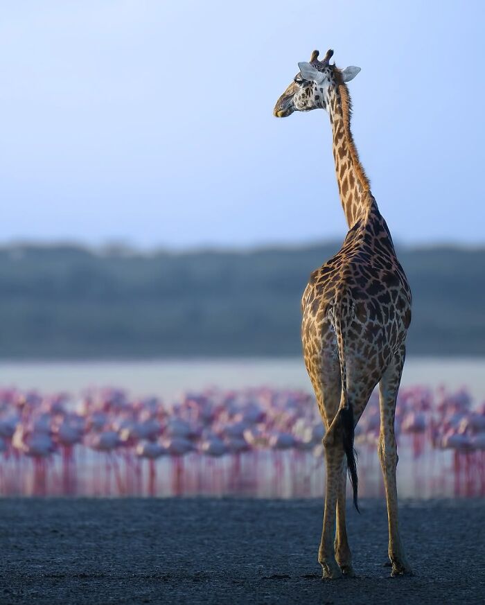 Wait, These Wildlife Shots Actually Stopped Us in Our Tracks!