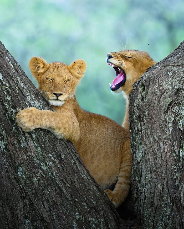 Wait, These Wildlife Shots Actually Stopped Us in Our Tracks!