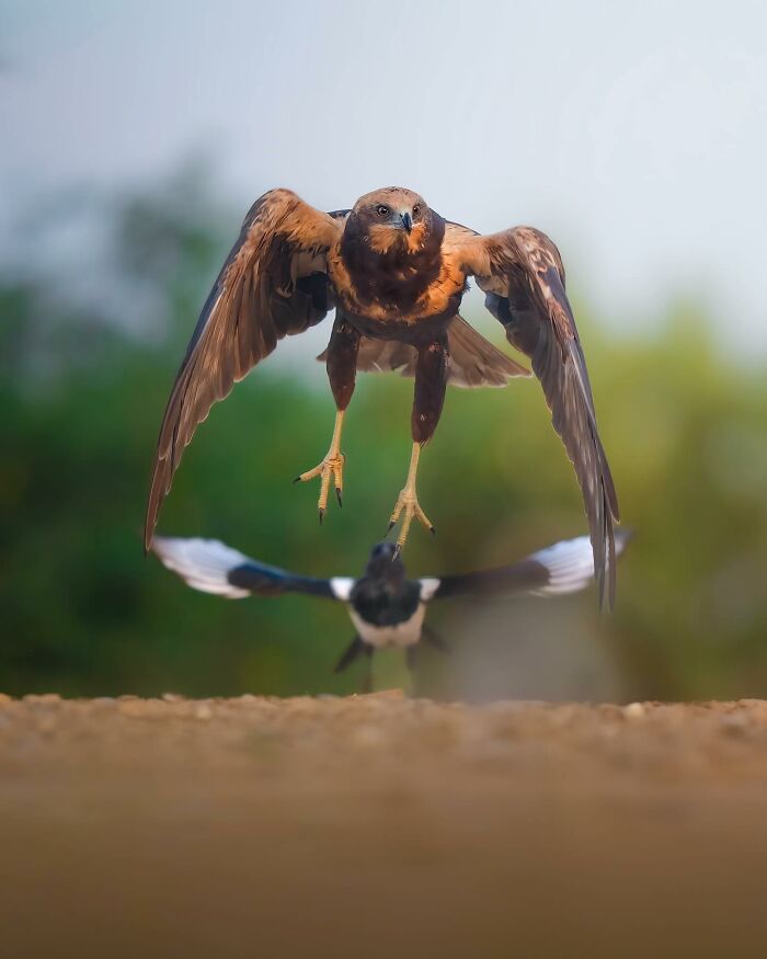 Wait, These Wildlife Shots Actually Stopped Us in Our Tracks!