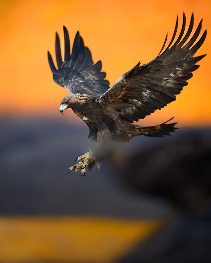 Wait, These Wildlife Shots Actually Stopped Us in Our Tracks!