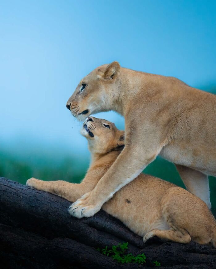 Wait, These Wildlife Shots Actually Stopped Us in Our Tracks!