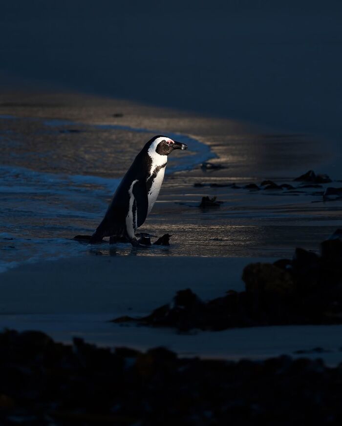 Wait, These Wildlife Shots Actually Stopped Us in Our Tracks!