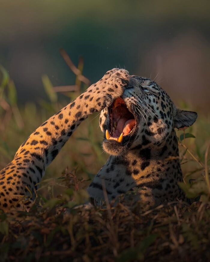 Wait, These Wildlife Shots Actually Stopped Us in Our Tracks!