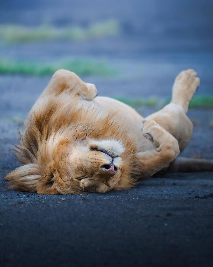 Wait, These Wildlife Shots Actually Stopped Us in Our Tracks!