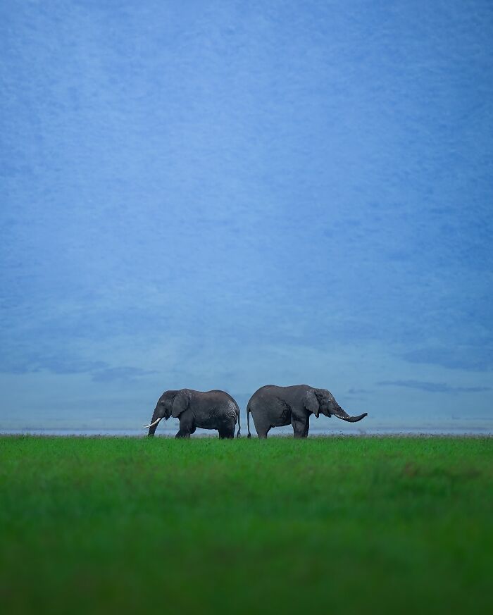 Wait, These Wildlife Shots Actually Stopped Us in Our Tracks!