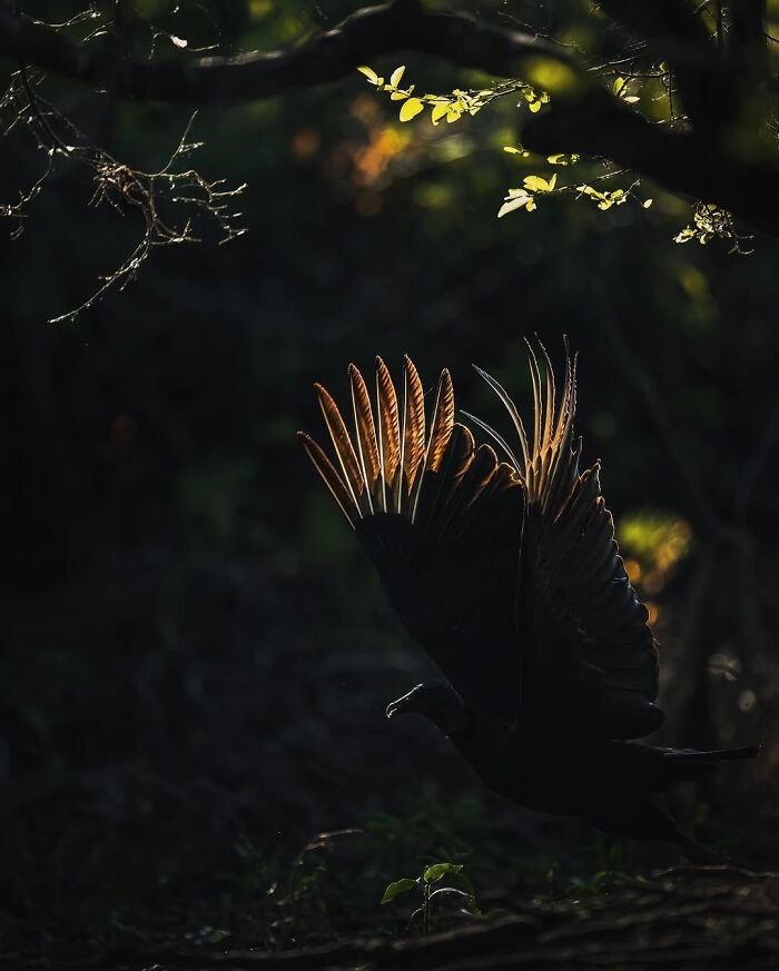 Wait, These Wildlife Shots Actually Stopped Us in Our Tracks!