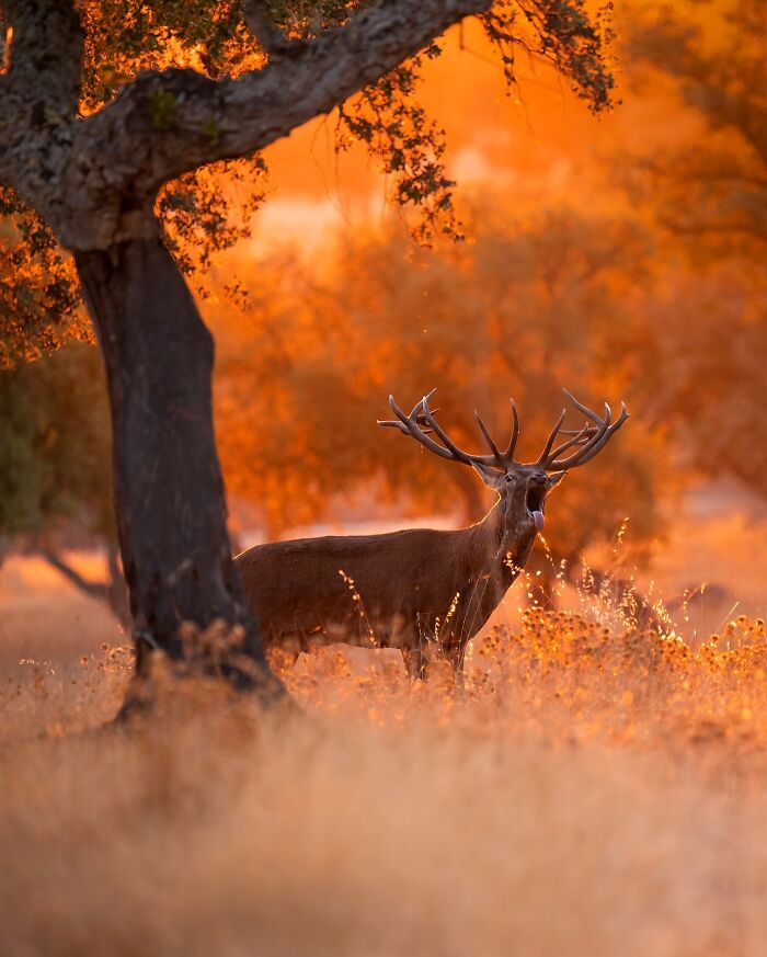 Wait, These Wildlife Shots Actually Stopped Us in Our Tracks!