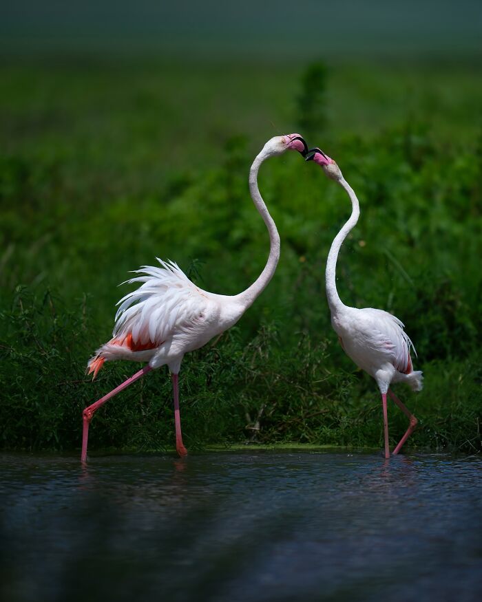 Wait, These Wildlife Shots Actually Stopped Us in Our Tracks!