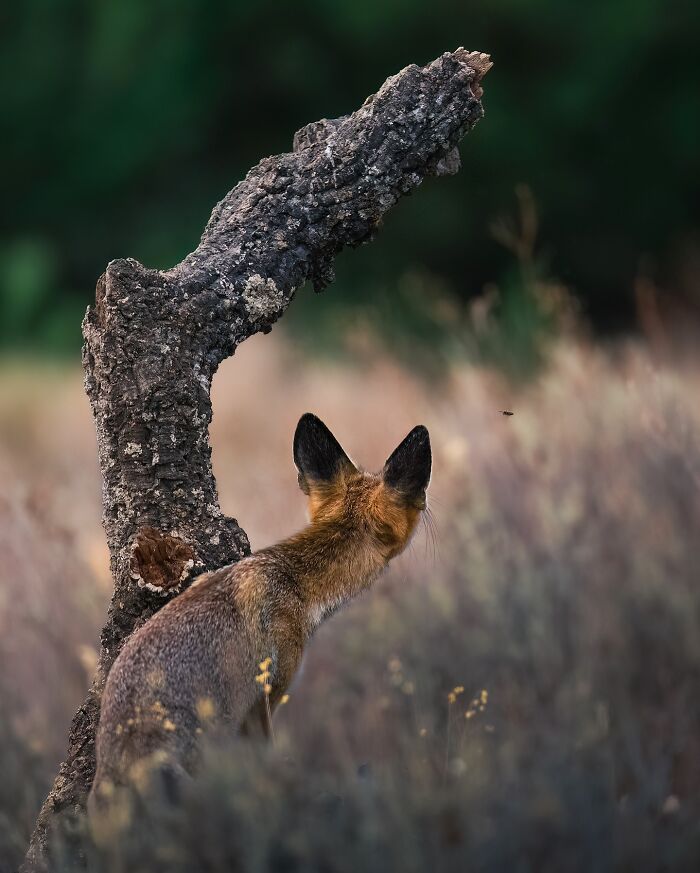 Wait, These Wildlife Shots Actually Stopped Us in Our Tracks!