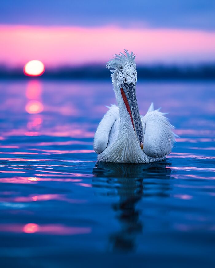 Wait, These Wildlife Shots Actually Stopped Us in Our Tracks!