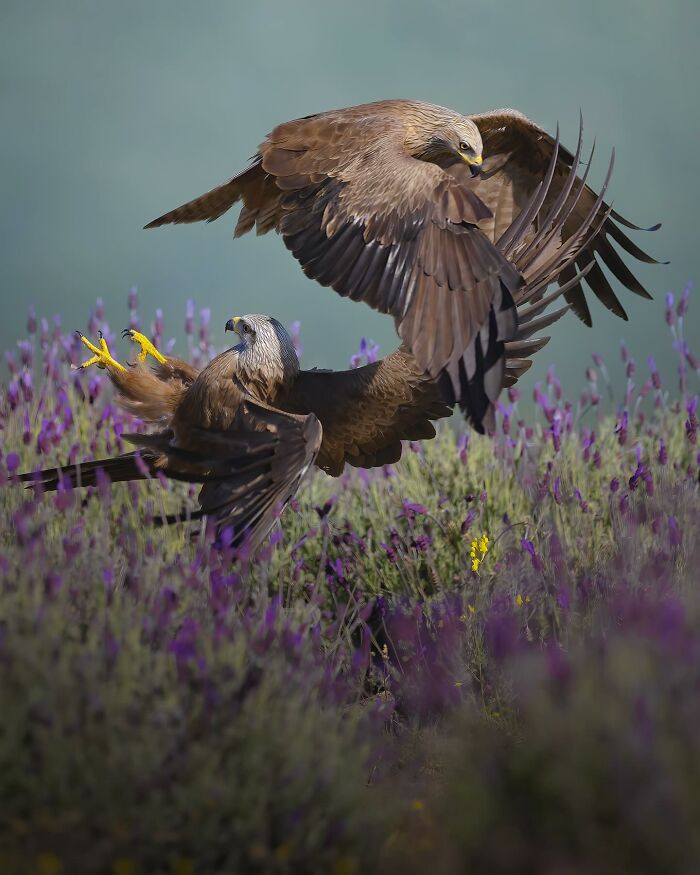 Wait, These Wildlife Shots Actually Stopped Us in Our Tracks!