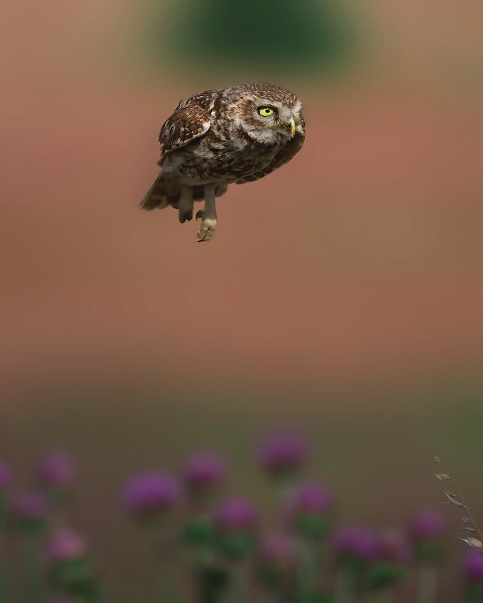 Wait, These Wildlife Shots Actually Stopped Us in Our Tracks!
