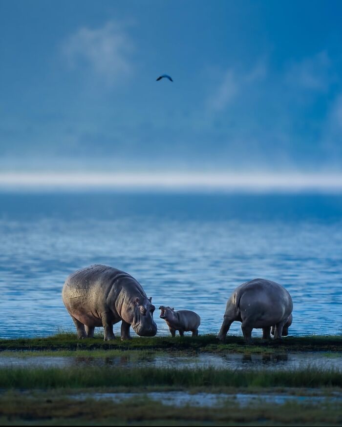 Wait, These Wildlife Shots Actually Stopped Us in Our Tracks!