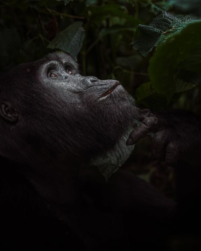 Wait, These Wildlife Shots Actually Stopped Us in Our Tracks!