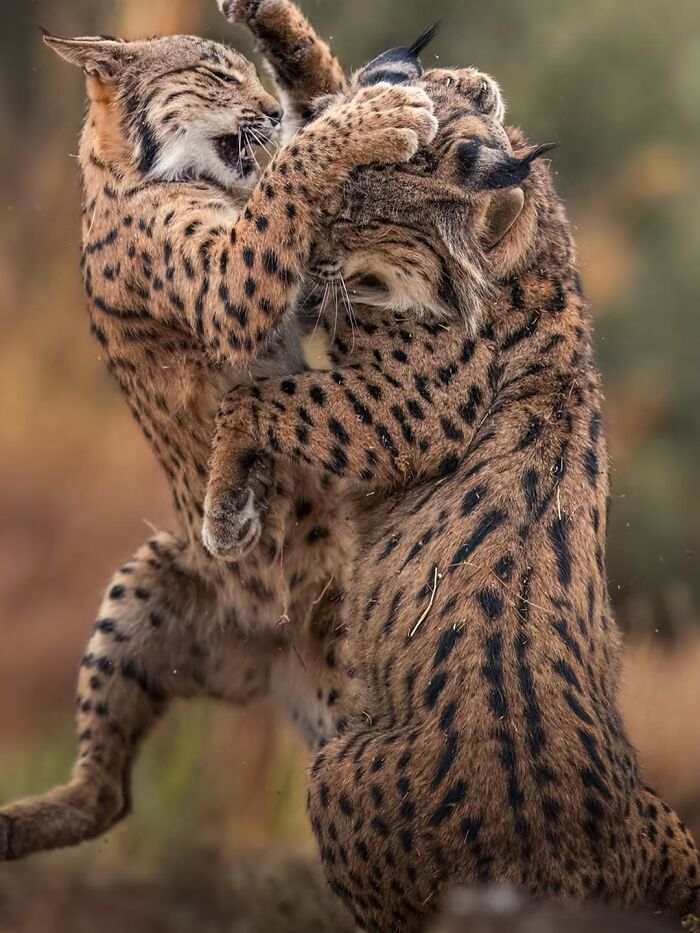 Wait, These Wildlife Shots Actually Stopped Us in Our Tracks!