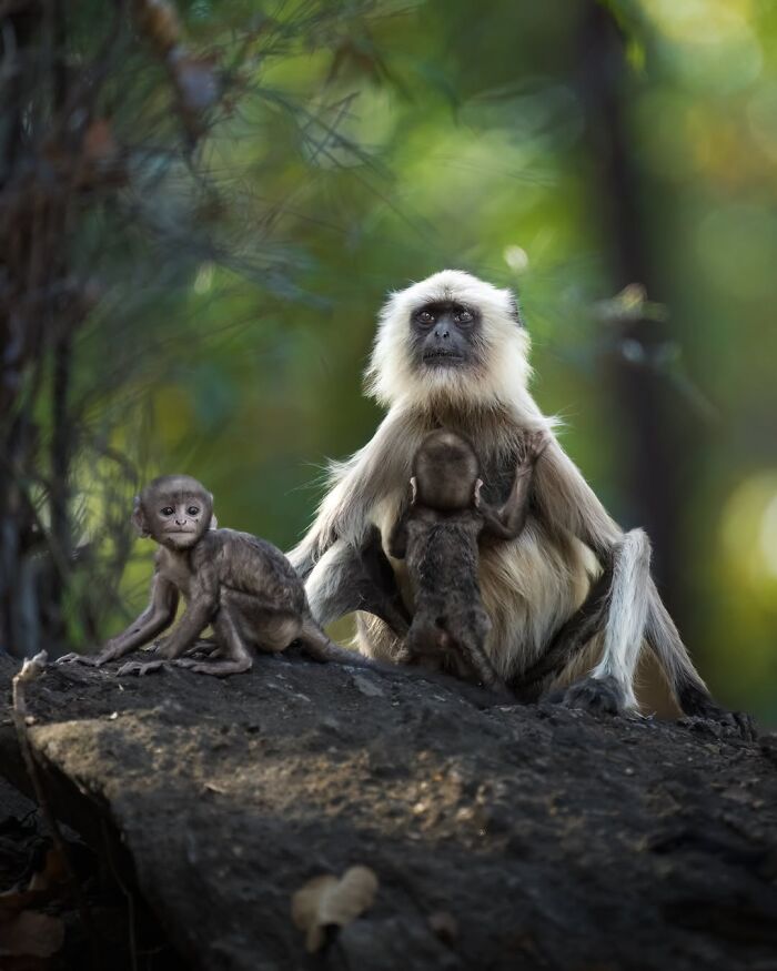 Wait, These Wildlife Shots Actually Stopped Us in Our Tracks!