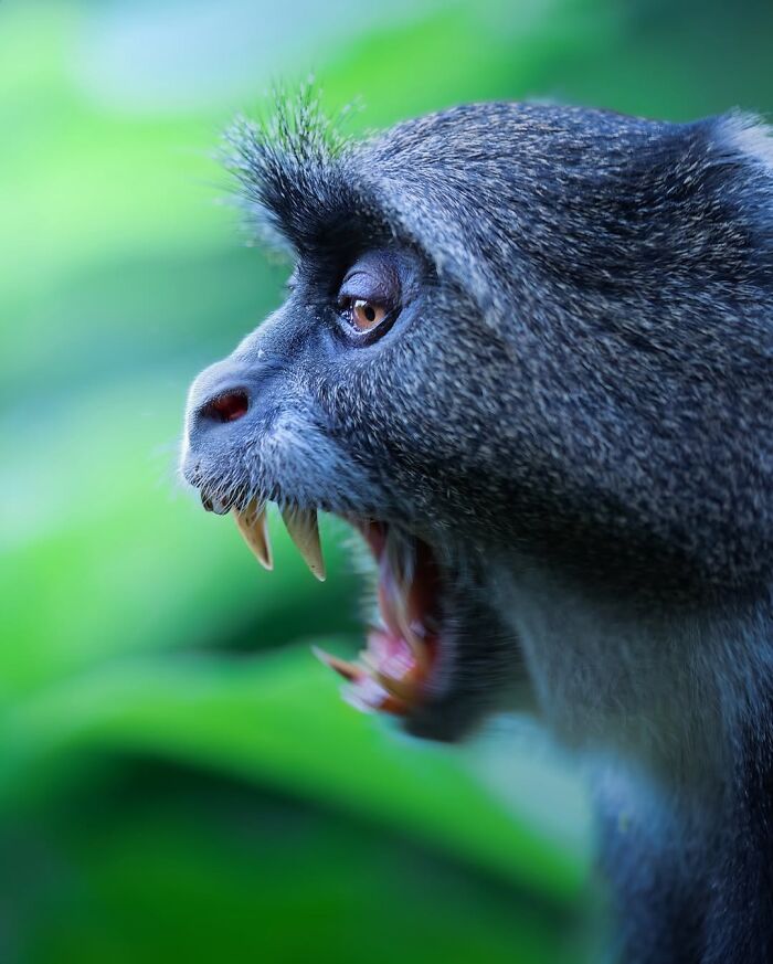 Wait, These Wildlife Shots Actually Stopped Us in Our Tracks!