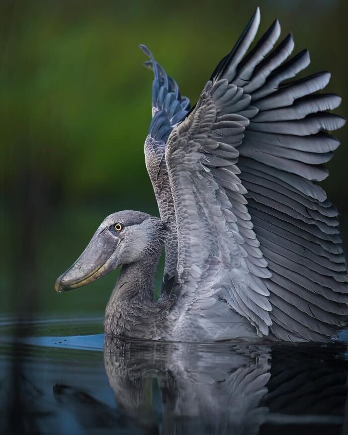 Wait, These Wildlife Shots Actually Stopped Us in Our Tracks!