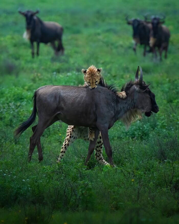 Wait, These Wildlife Shots Actually Stopped Us in Our Tracks!