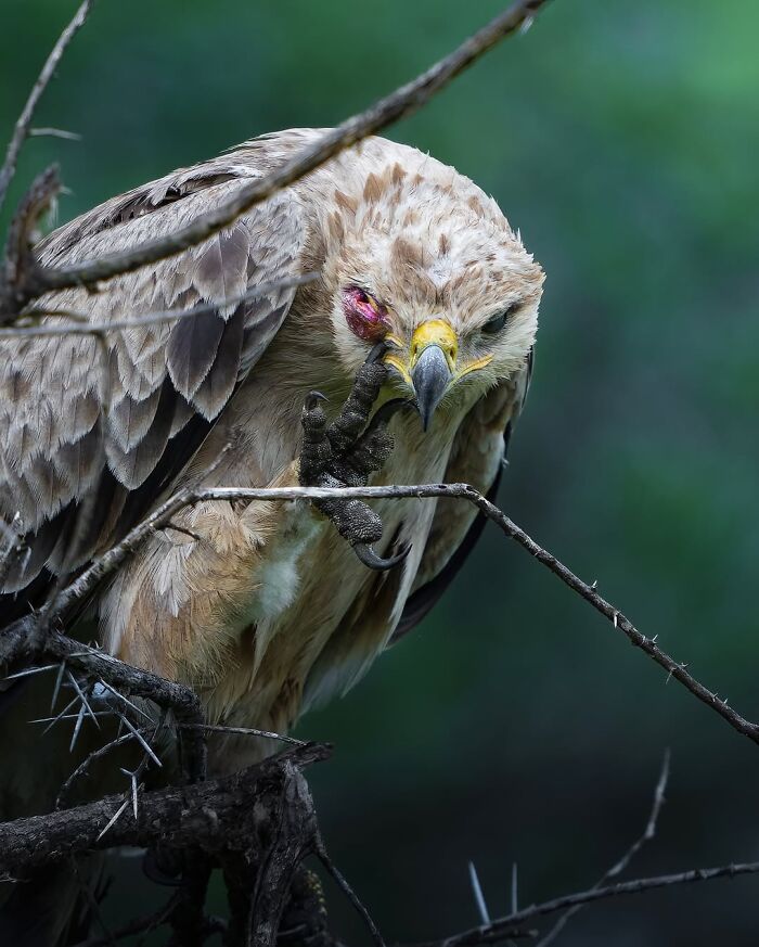 Wait, These Wildlife Shots Actually Stopped Us in Our Tracks!