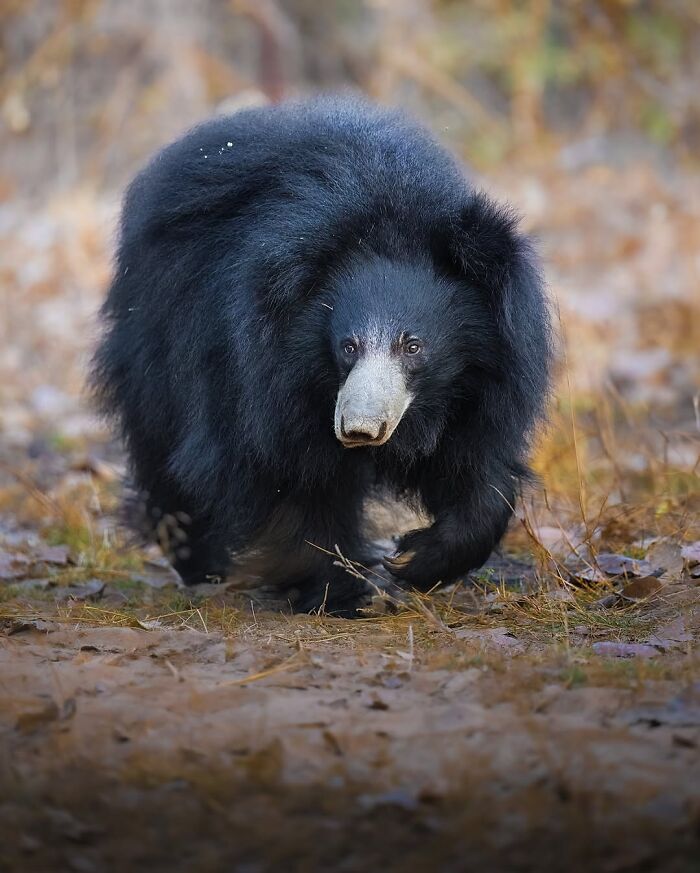 Wait, These Wildlife Shots Actually Stopped Us in Our Tracks!