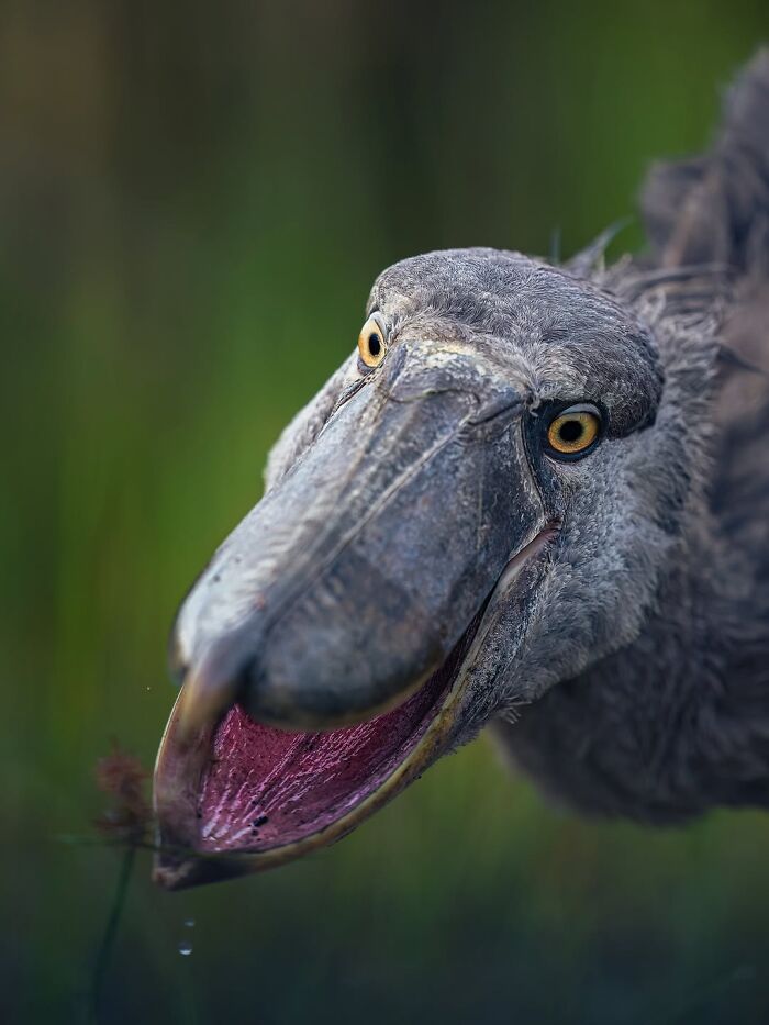 Wait, These Wildlife Shots Actually Stopped Us in Our Tracks!