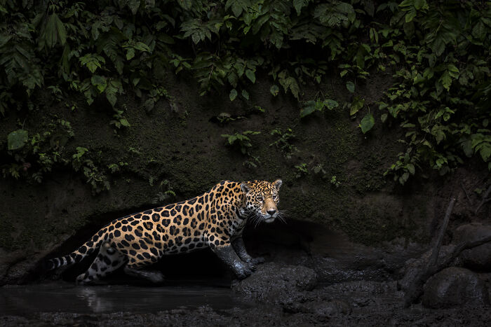 Jaguar On The Loose: Jungle VIP By Karine Aigner