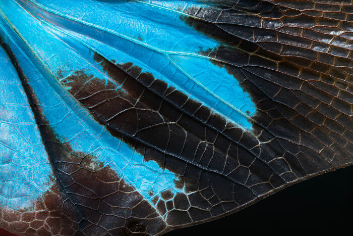 Tiny Wings, Huge Beauty: Insect Art By Ammar Alsayed Ahmed