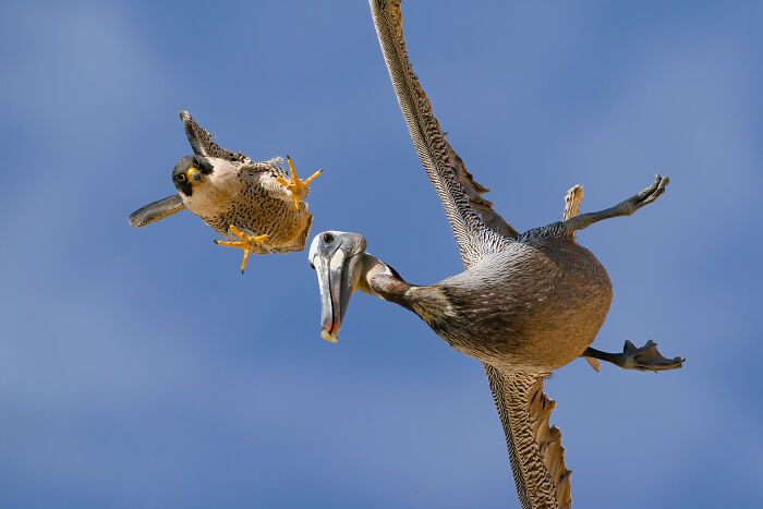Falcon Fury: The Flying Hatchet By Jinhua Zhi