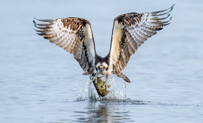 Meet Mark Smith: The Bird Whisperer Who’s Taking Over The Internet