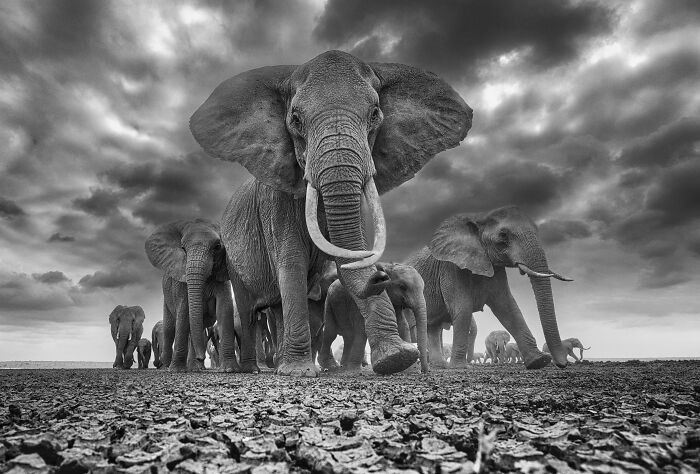 Elephant Drama: Time Will Tell By Christopher Fallows