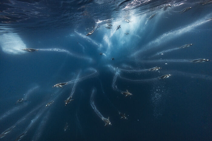Penguin Bubble Race: Jet Streams By Scott Portelli