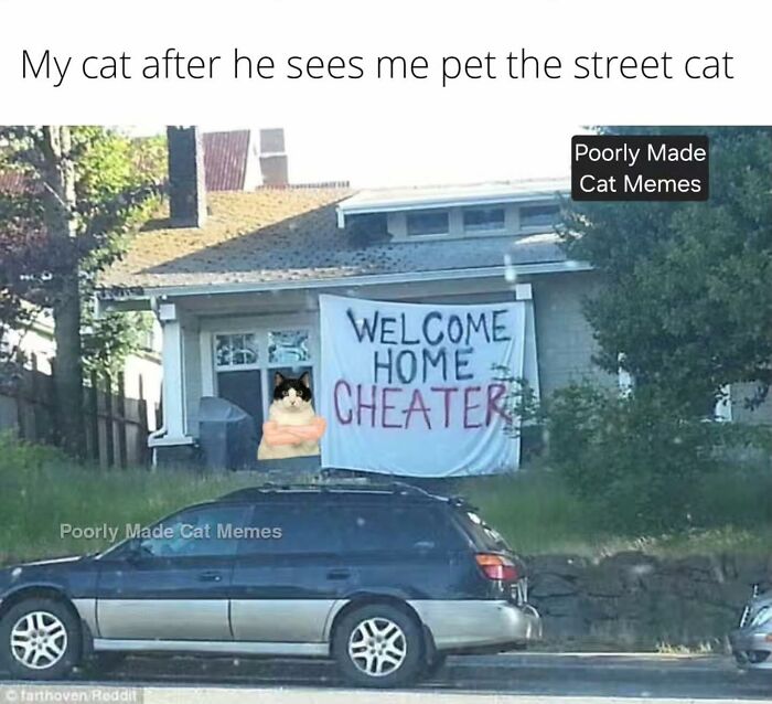 Meet The One Cat That’s Basically Memes 24/7 (And Yes, It’s Hilarious)