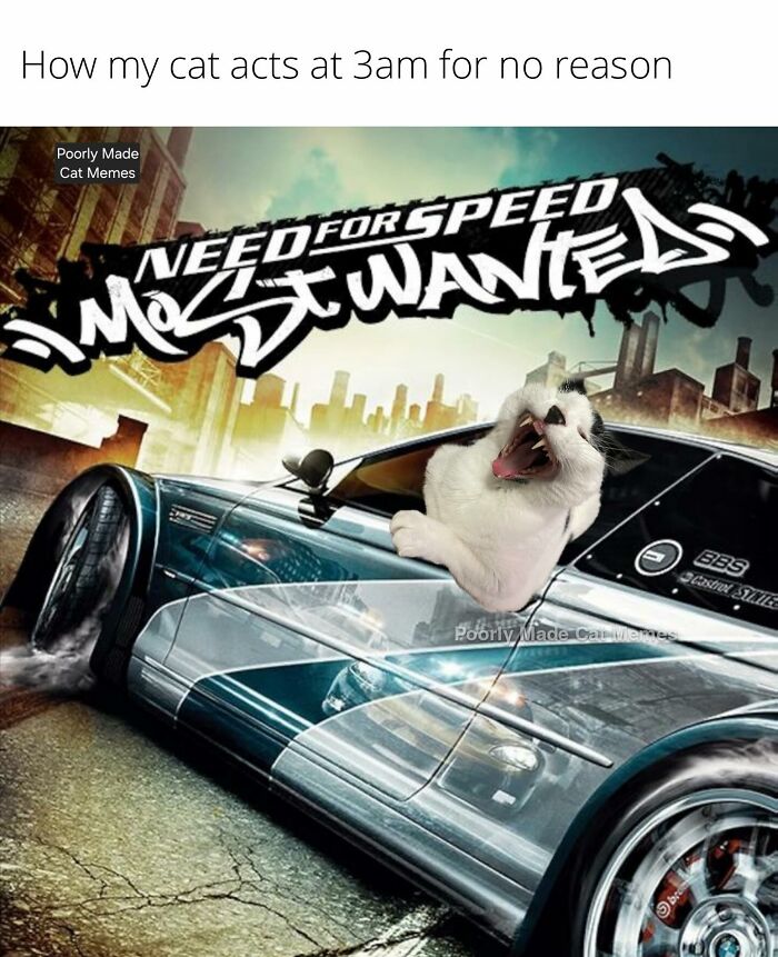 Meet The One Cat That’s Basically Memes 24/7 (And Yes, It’s Hilarious)