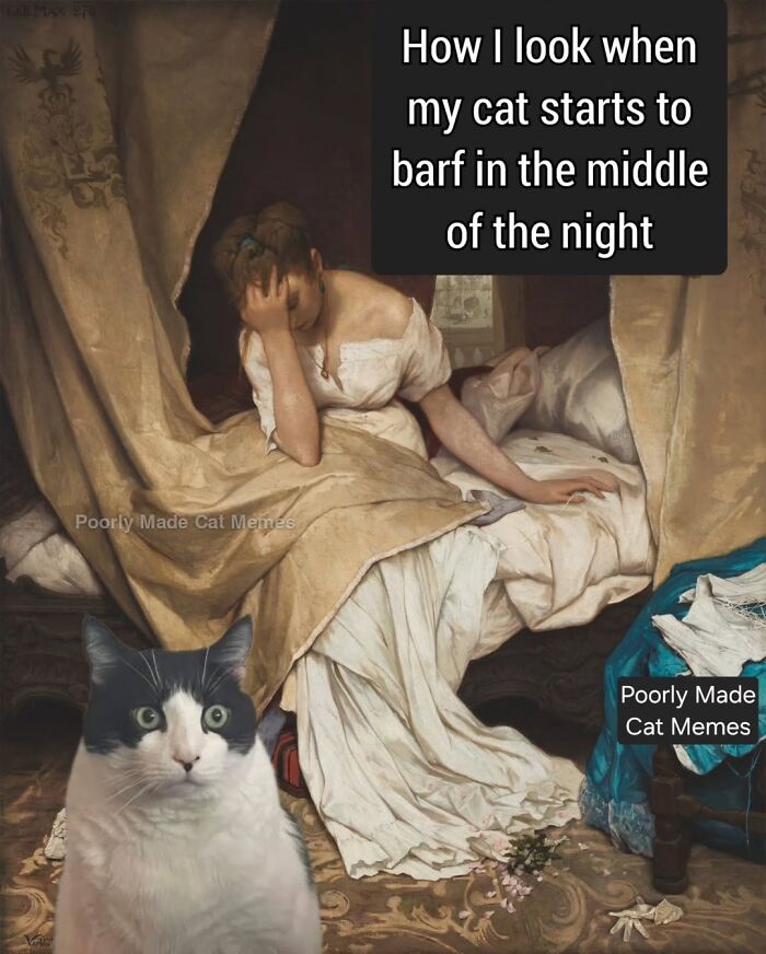 Meet The One Cat That’s Basically Memes 24/7 (And Yes, It’s Hilarious)