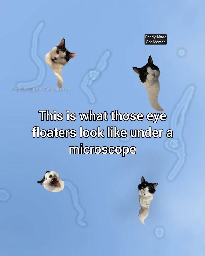 Meet The One Cat That’s Basically Memes 24/7 (And Yes, It’s Hilarious)