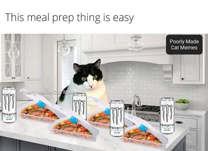 Meet The One Cat That’s Basically Memes 24/7 (And Yes, It’s Hilarious)