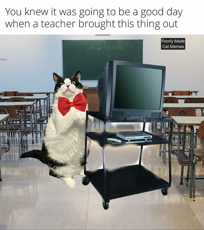 Meet The One Cat That’s Basically Memes 24/7 (And Yes, It’s Hilarious)